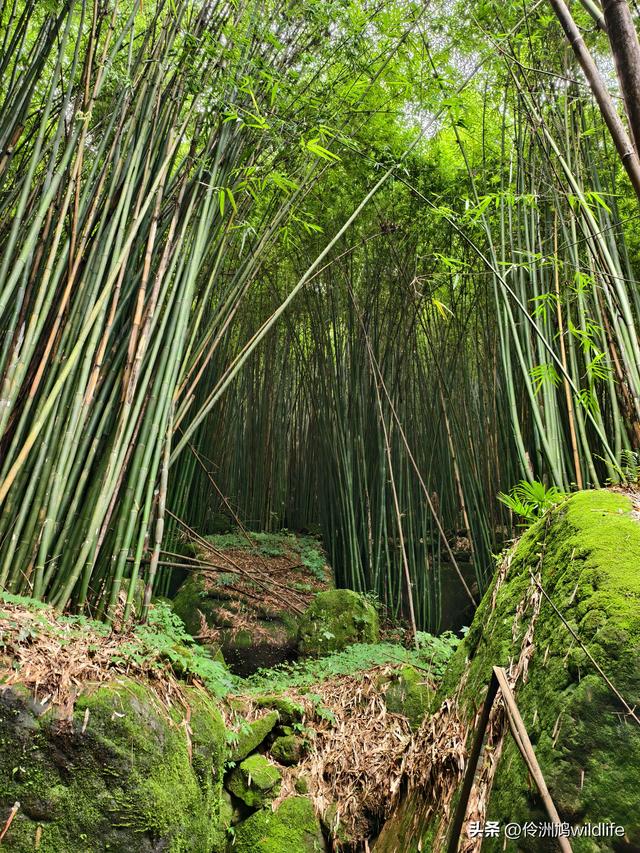 成都徒步（69）·彭州篇⑯法藏寺环线（桥断未走通）