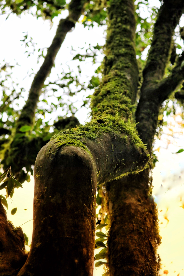 封老爷茶：百年滇茶迎京客 茶旅融合启新程