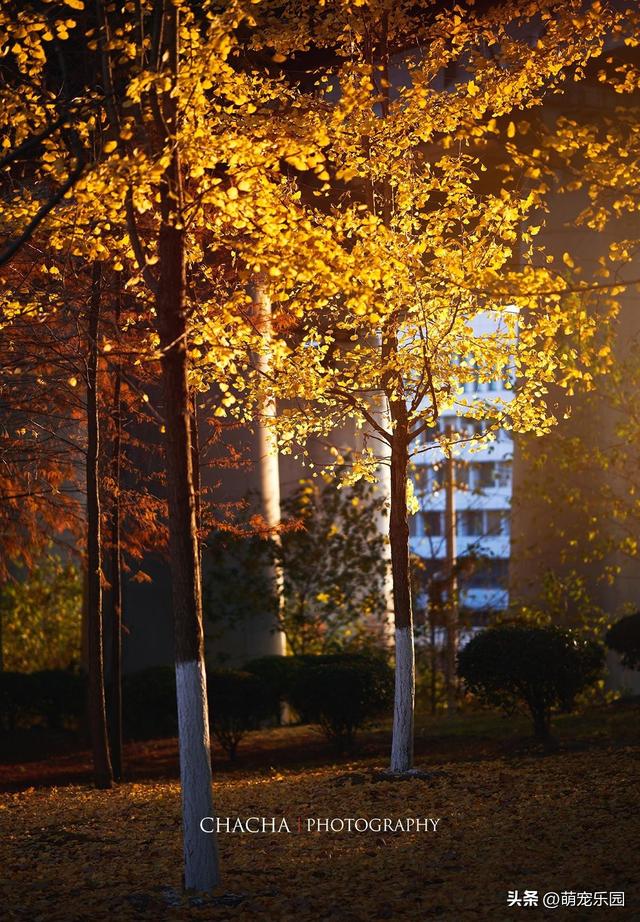 武汉秋日漫步，芦苇摇摆梧桐金黄，这些美景让人流连忘返