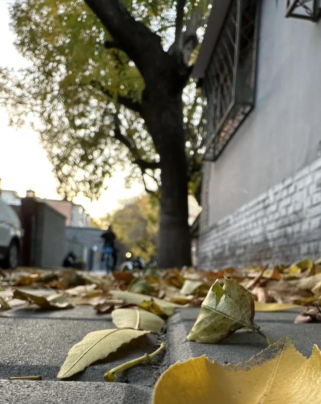 更年期小阿姨的胡同漫游