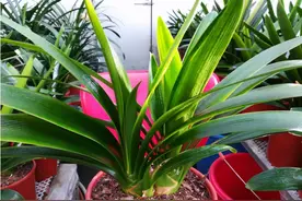 家养这8种花，家中空气真新鲜，灰尘跑光光，没钱也要养图片