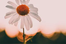 不慌不忙，日子还长，人间凑合一趟。图片