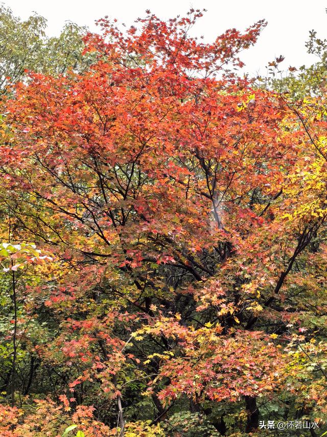 2025辽宁赏秋之旅日记(2)——游览丹东蒲石河森林公园