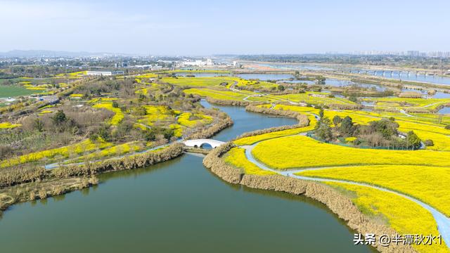 四川彭山：五湖四海油菜花盛开 市民暖阳下赏花踏春