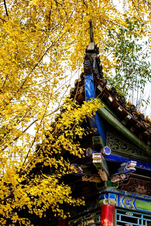 赏秋正当时!自驾来汉中,赴一场秋日视觉盛宴~