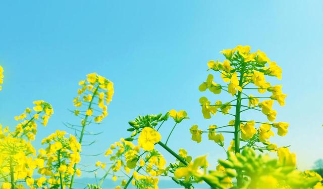 十二首描写三月的诗词，江南三月听莺天，桃花流水鳜鱼肥