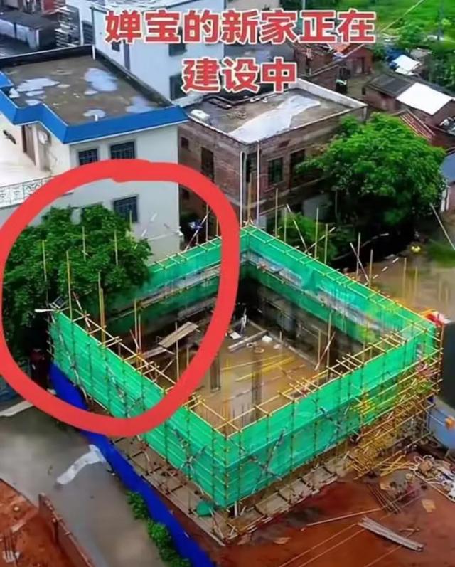 迈合村这事，新鲜！全村投票为全红婵家“让路”，她家反倒先摆手