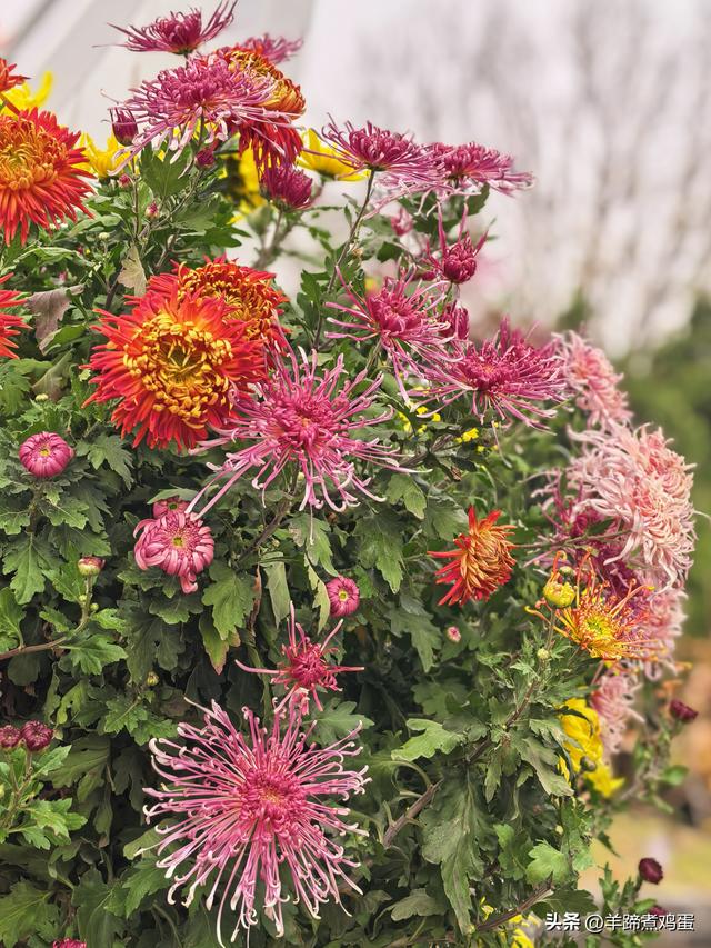 秋风独宠一园菊，晚来香艳出樊篱——北京北海公园2025年菊花展