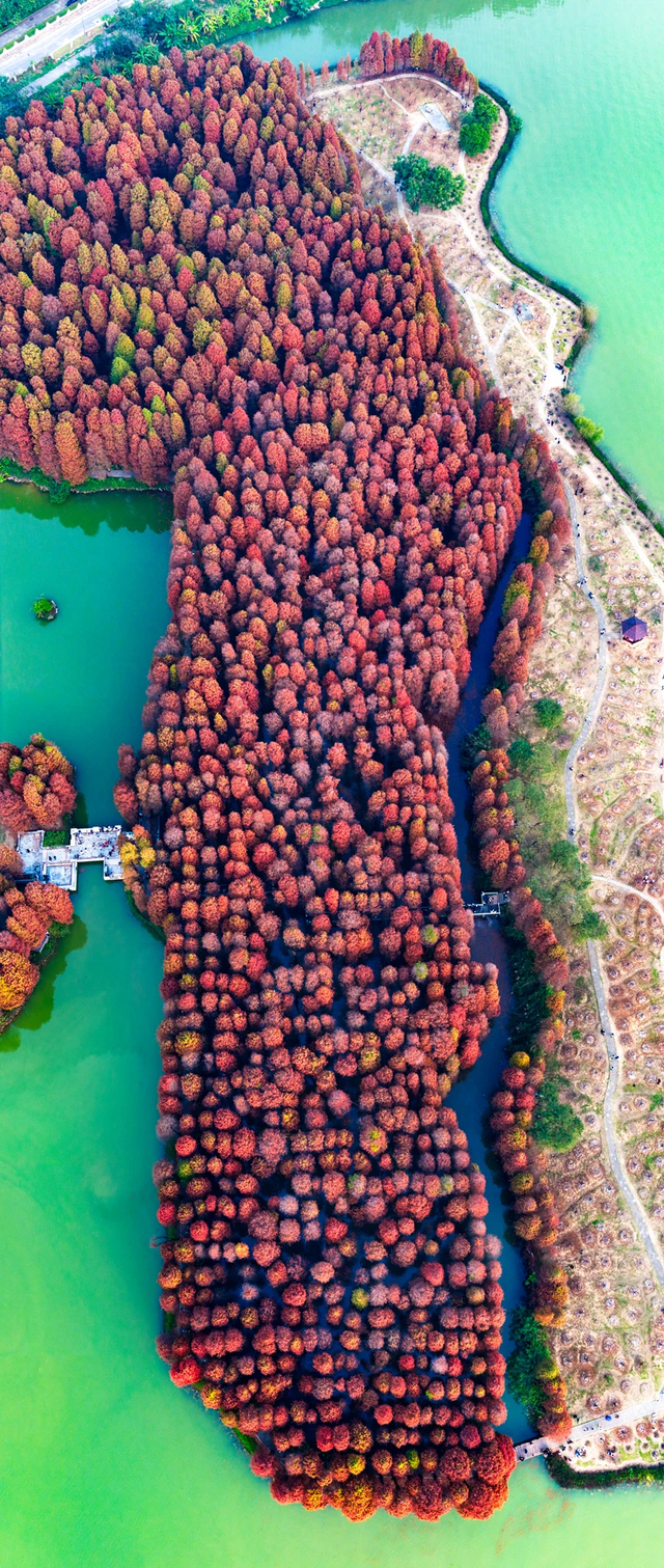 期待！七星岩落羽杉即将“变装”→