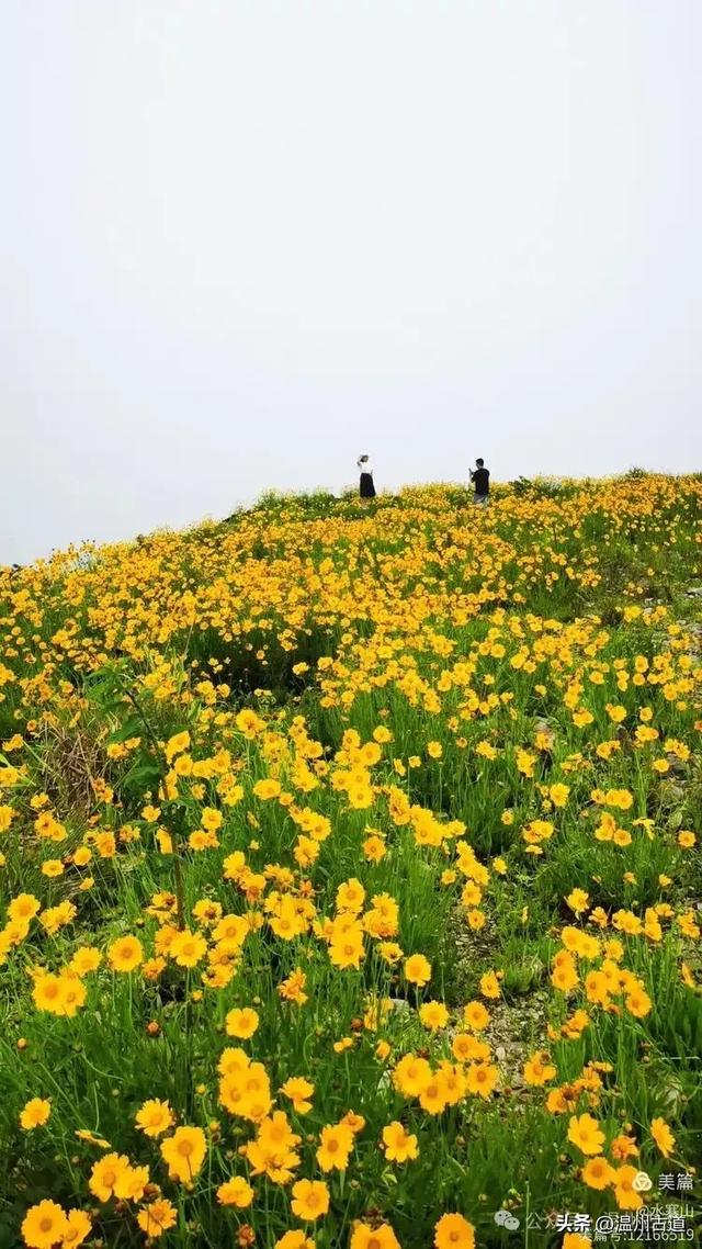 打卡最美风车花海！台州这个森林公园的夏天最烂漫，你可去过？