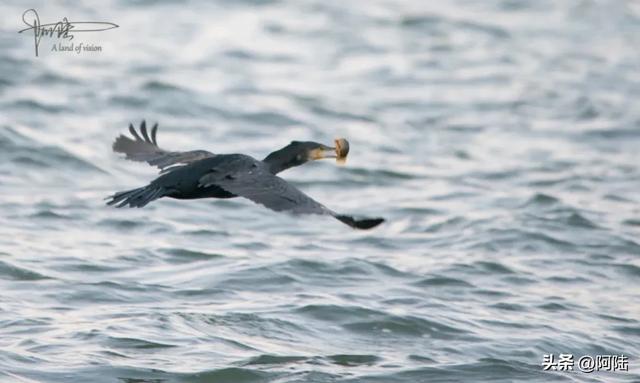 洱海鸟事之:没有鸬鹚代为狩猎,红嘴鸥们的伙食标准似乎有点差哦