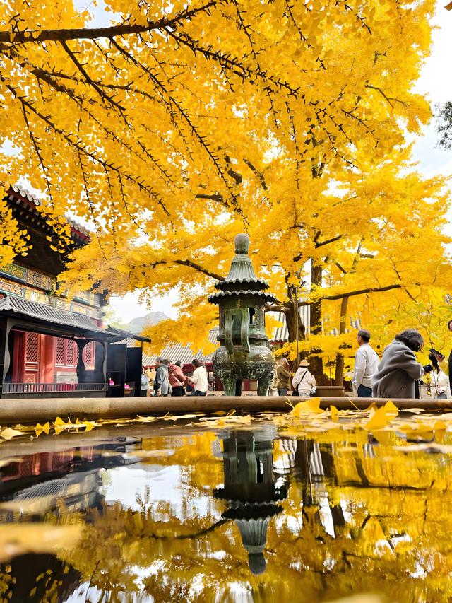 留着打卡！寺庙与千年古杏更配，每一张都是大片！