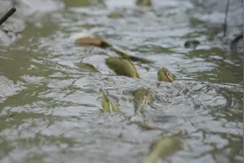 淡水鱼进入大海就死，黄河每天把鱼冲下海，这些鱼去哪了呢？图片