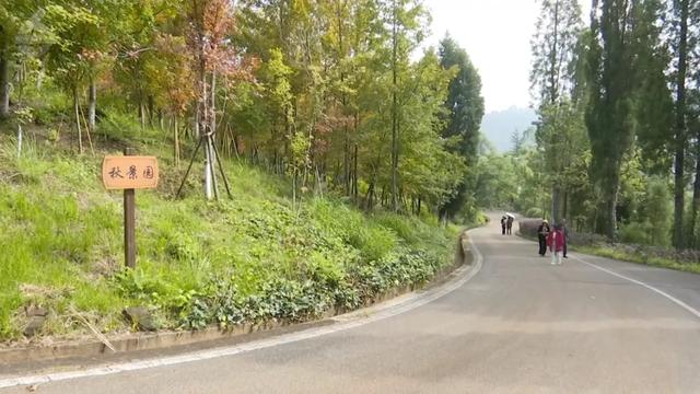 200亩枫海,11月初红艳上线!快来这里赏 “秋日大片”~