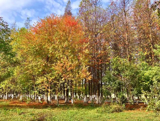 秋色斑斓美如画