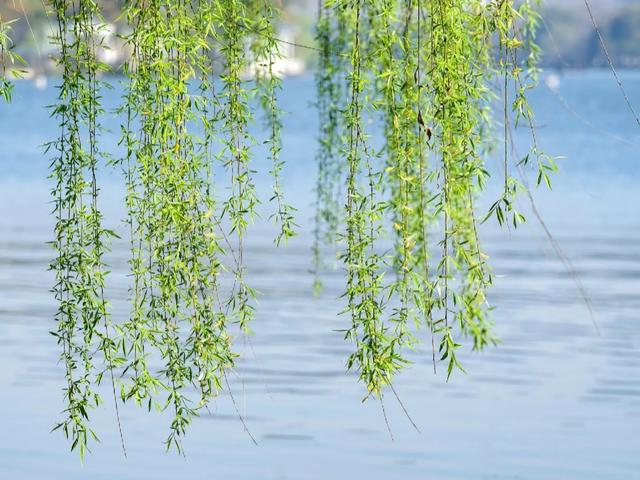 关于春夏秋冬的古诗词，邀君共赏，四季美景，诗意盎然～