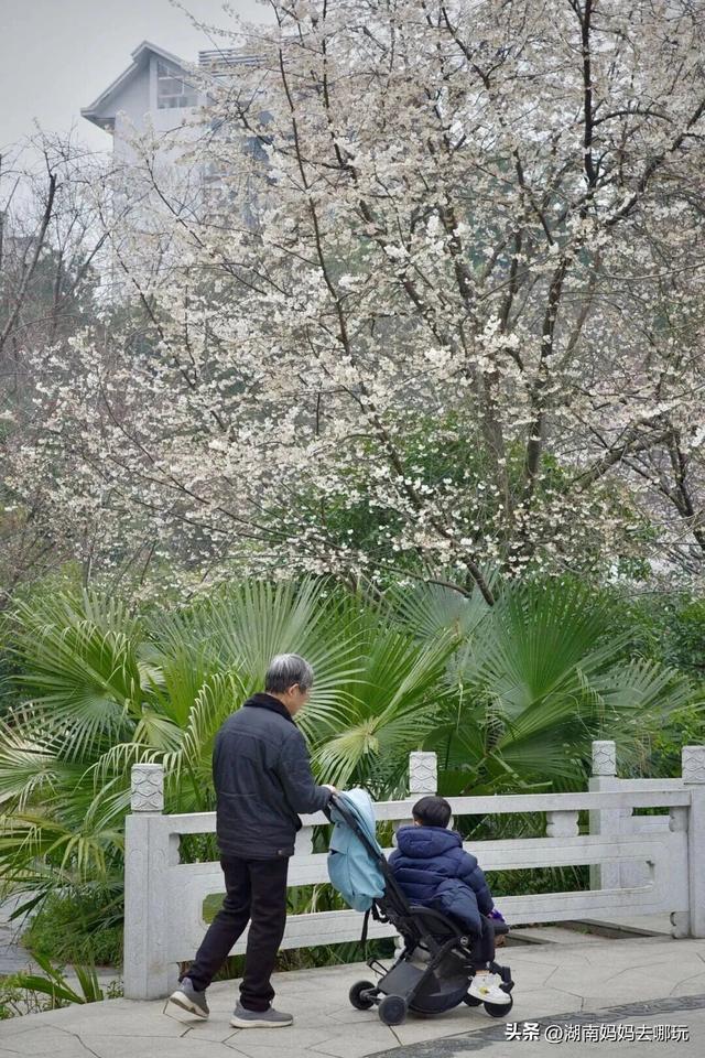第一波樱花已盛放！带娃冲这里，市中心藏着粉色浪漫