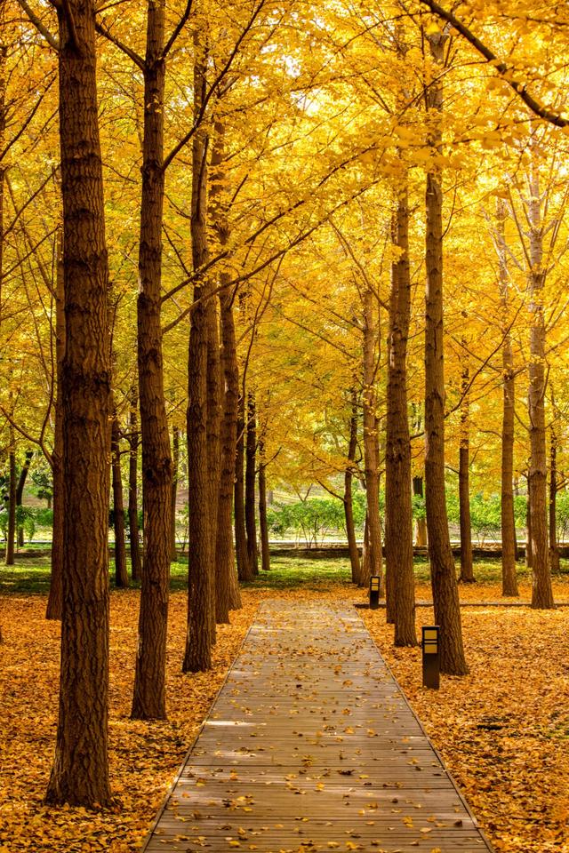 北京小众银杏林，郊外静谧的金色海洋，朝阳平房公园
