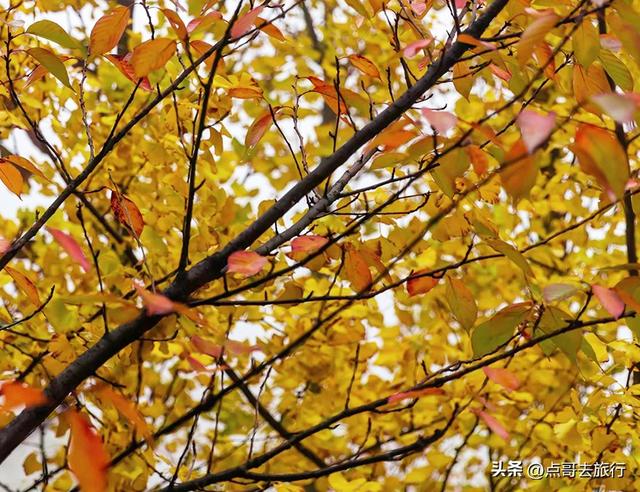 成都都江堰最冷门彩林，免费开放，山野中的惊艳，公交车可达！