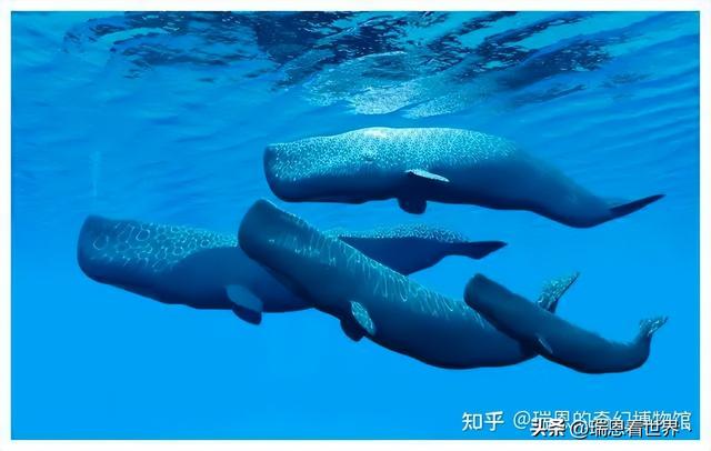 【最全！】卡西欧·海神OCEANUS系列最强攻略。