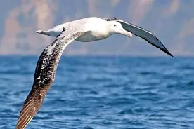 现存体型最大的10种“鸟”，第一名重达300斤，能杀死狮子图片