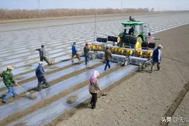 棉花播前准备和播后管理指导建议图片