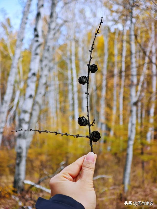 在深秋的根河邂逅驯鹿