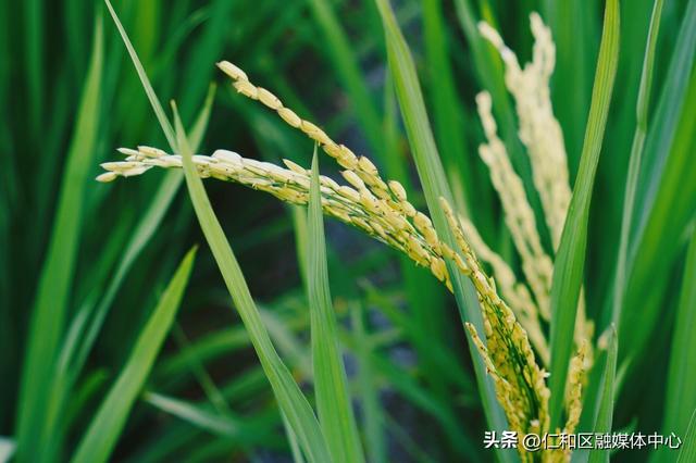 节气仁和 | 立秋来信，仁和的仪式感从不迟到