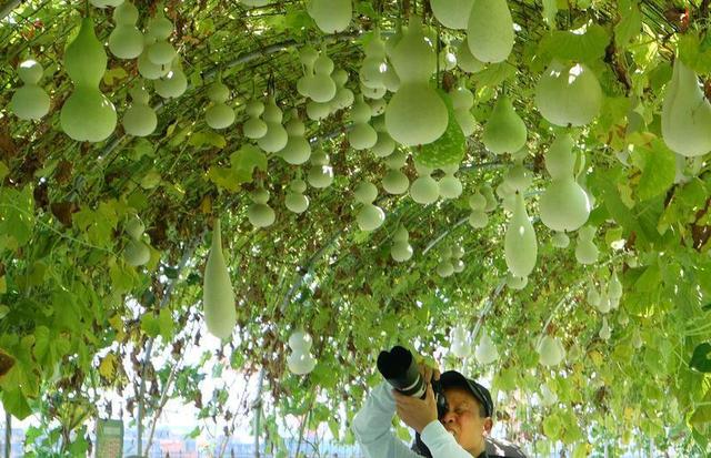 西安:葫芦满园夏日凉