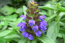 耳鸣，脑鸣，用好这味‘镇鸣草’，通耳窍止耳鸣，耳根清净！图片