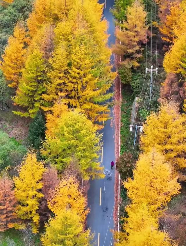 你的黎坪门票，在留坝还能这样用？紫柏山免费等你登顶！