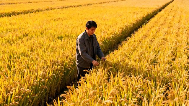 趵突泉头枫燃赤，灵岩寺畔杏堆金 —— 济南秋日行吟录