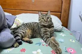 这几只猫“寿命很短”，一旦养了，要加倍珍惜！图片
