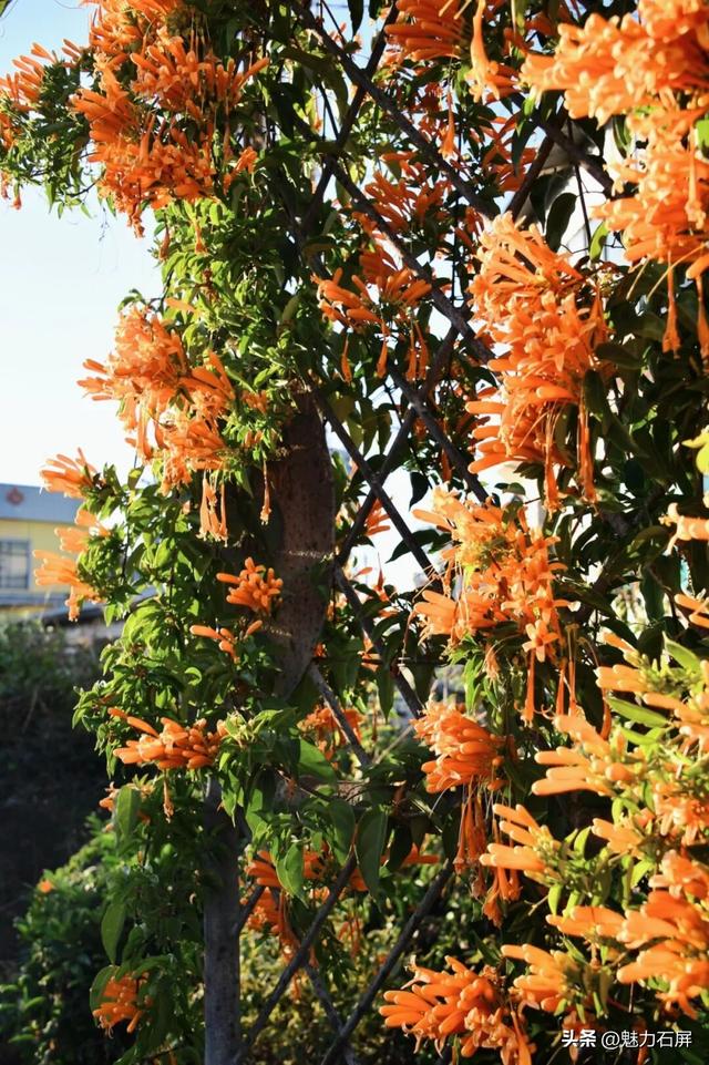 超治愈~石屏这片炮仗花海藏不住了🧡