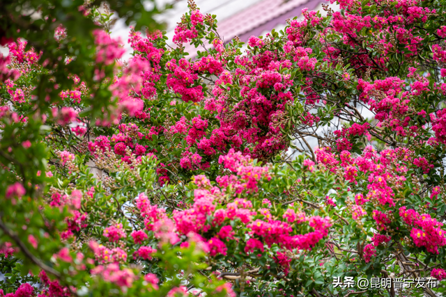 晋宁这条路，美得藏不住……