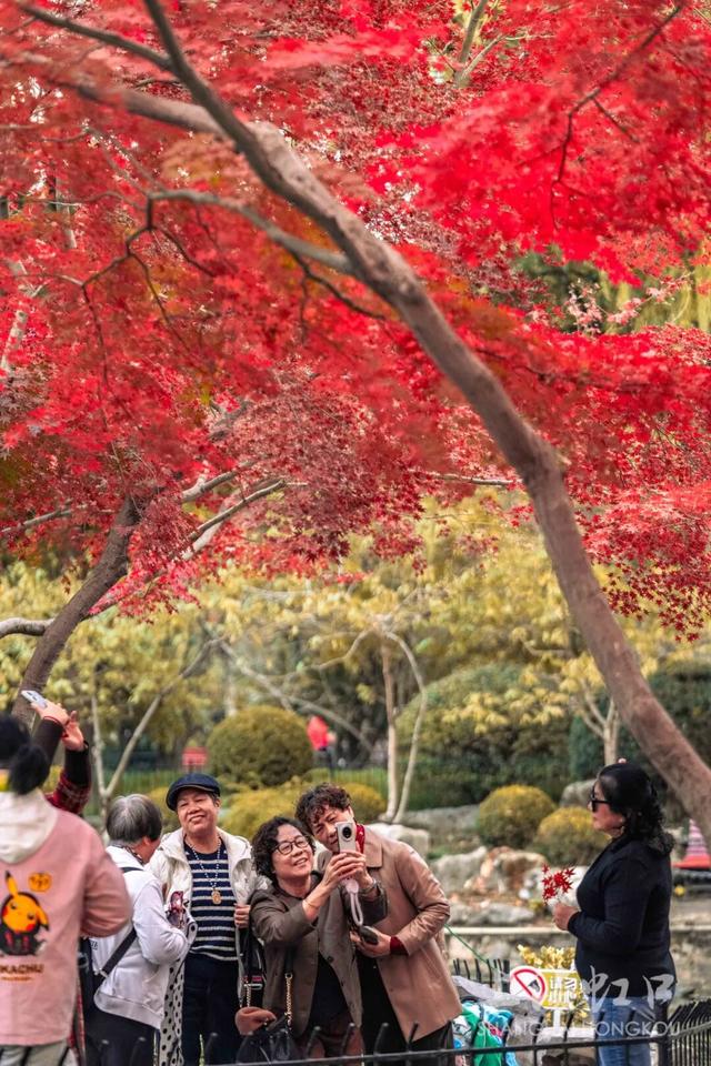 鲁迅公园枫叶红了！红黄青绿交织秋意浓~超出片