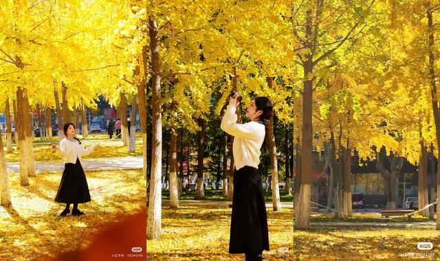 最适合拍银杏的地方！ 临沂十个0元打卡点，抓住今年最后的金色风暴！