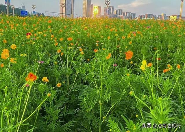 成都最近的格桑花海，6万多平米，山坡被美爆，地铁直达！