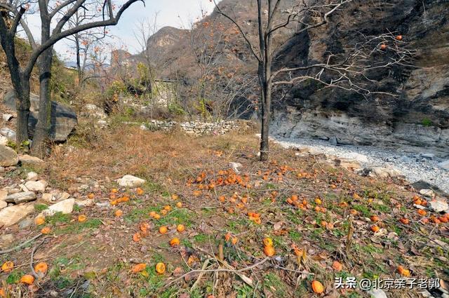 京郊自驾摘柿地图
