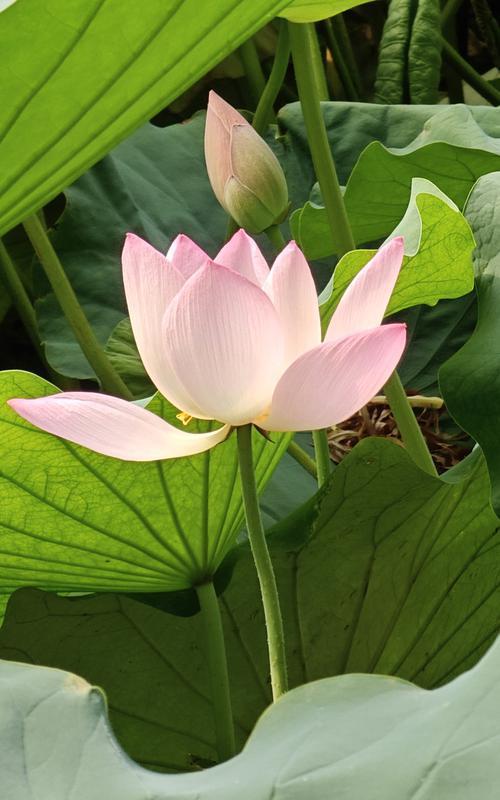 西安莲湖公园荷花绽放