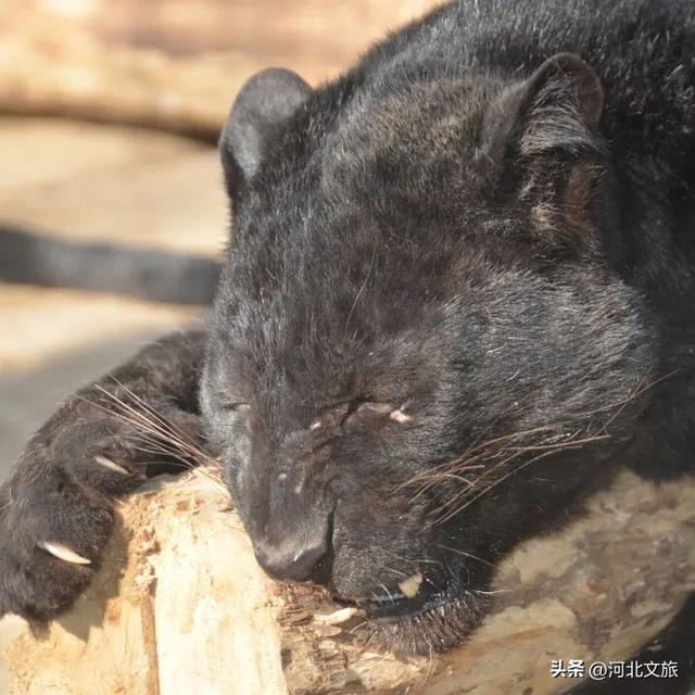 在保定，体验真实版“疯狂动物城”！