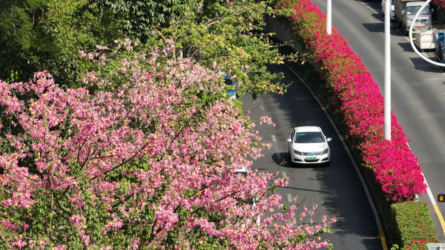 惊艳！南山60公里“空中花廊”来了~