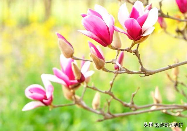 成都最浪漫的玉兰花开了，油菜花和玉兰花惊艳同框，让人赏心悦目