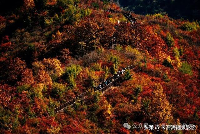 陕西渭南：姹紫嫣红 游人如织 服务周到 韩城香山红叶欣赏正当时