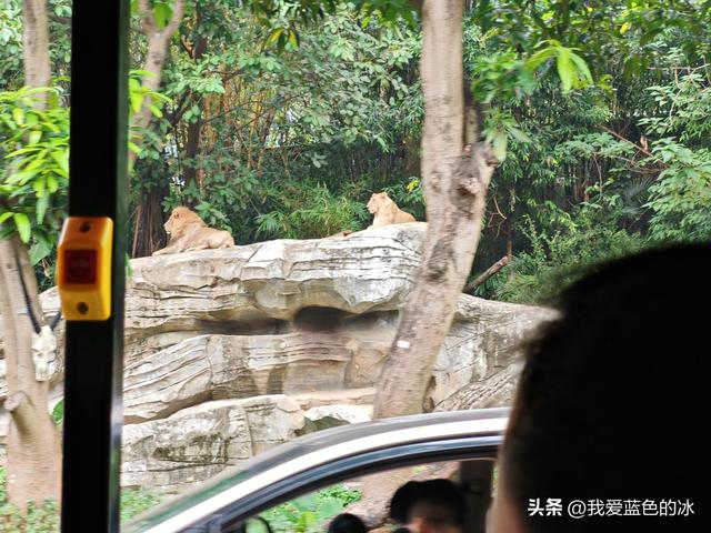参观广州长隆野生动物园，全程感觉眼累手累腿不累