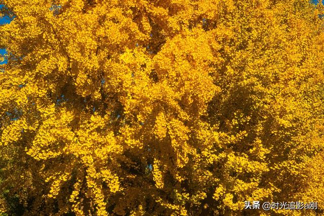 这么近那么美，银杏里的河北最美！