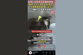 杭州一小区多只猫咪被箭射伤，属地派出所：正在调查核实图片