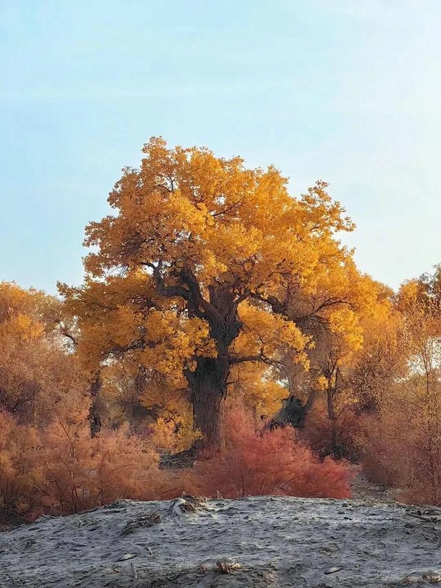 轮台胡杨7 个冷门角落