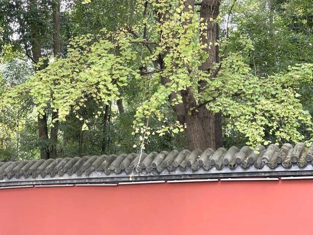 【美丽四川】寒冬将至 银杏初黄