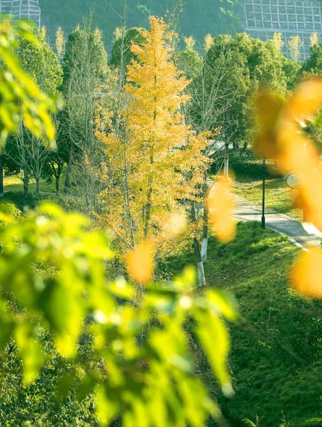 来达州宣汉，赴一场“黄金”盛宴